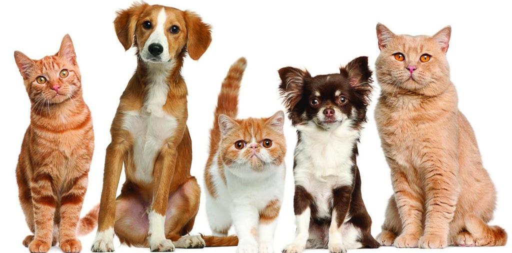 Доска объявлений о животных | ЗооТом - продажа, вязка и услуги для животных в Боровичах