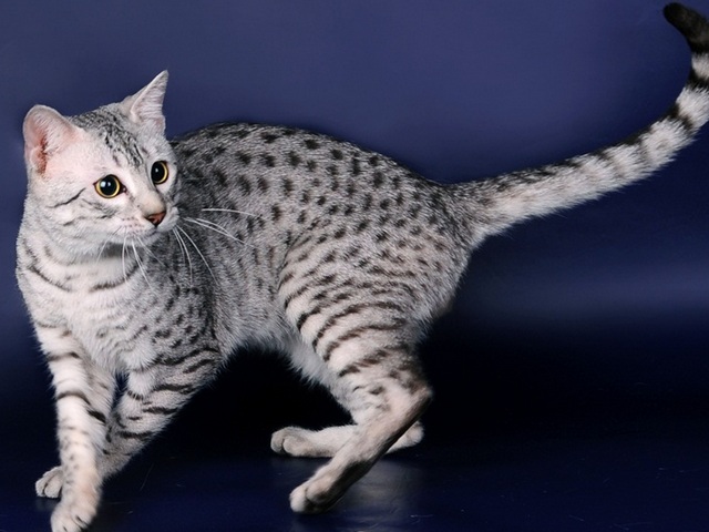 Породы кошек в Боровичах | ЗооТом портал о животных