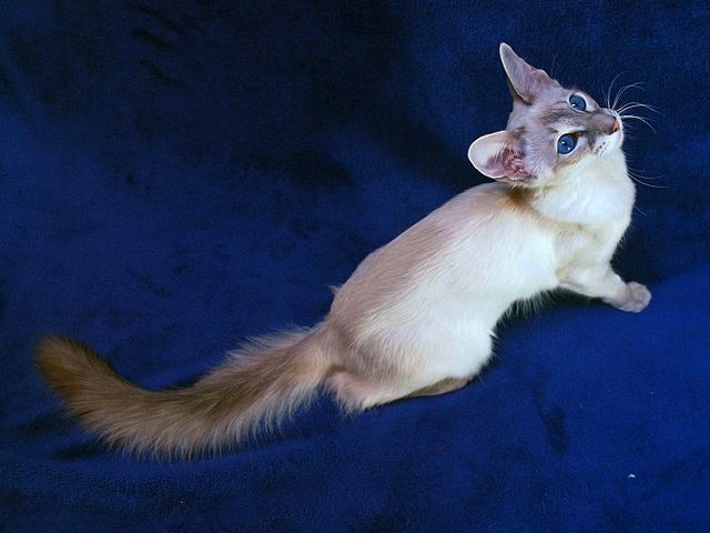 Выведенные породы кошек в Боровичах | ЗооТом портал о животных