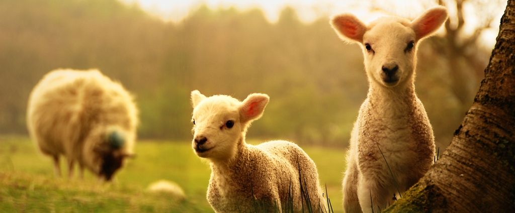 Объявления о сельскохозяйственных животных | ЗооТом - продажа, вязка и услуги для животных в Боровичах