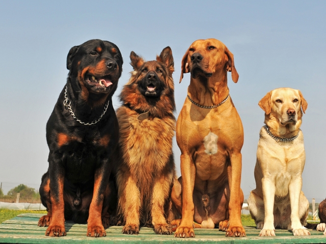 Крупные породы собак в Боровичах | ЗооТом портал о животных